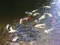 鯉が窪の湿原鯉